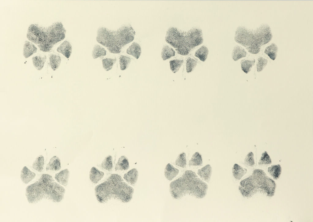 Footprint Tattoo - petjada-tatuatge.jpg