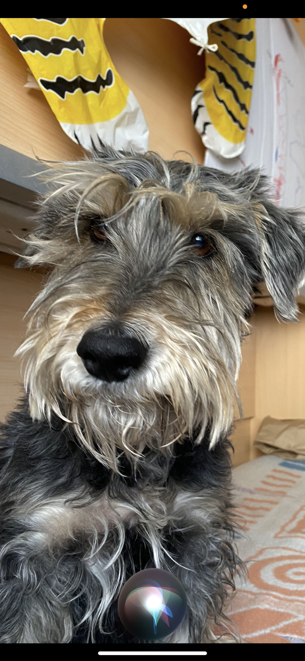 SACHO | Homenaje a las Mascotas - Tanatori de mascotes