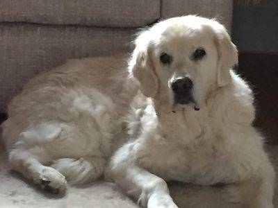 MOLLIE
