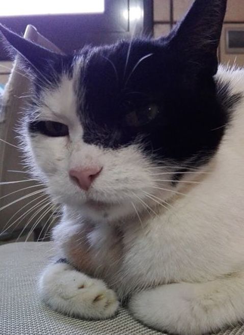 NINA