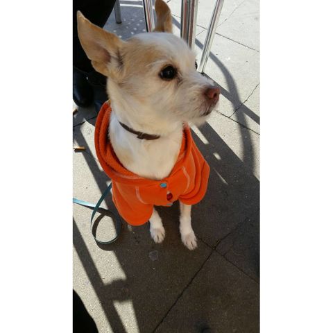 CHIQUI