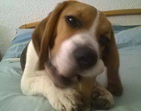 ROCCO