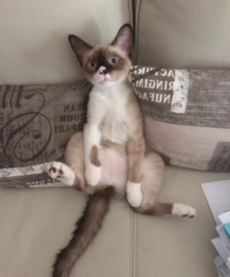ALVIN