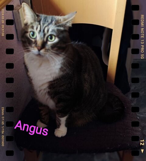 ANGUS