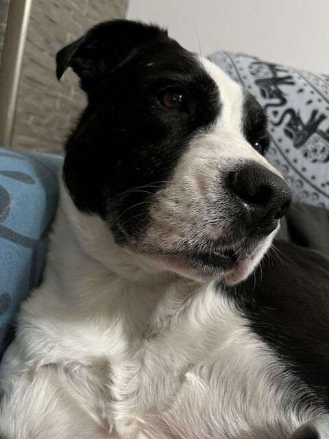 ARYA