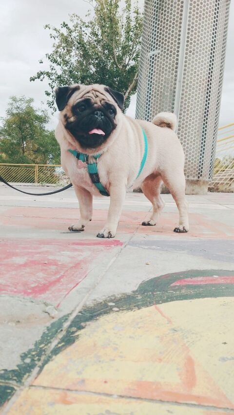 ARYA