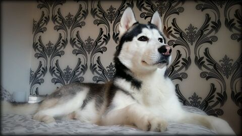 ASLAN