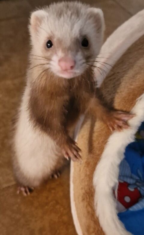 BELLI