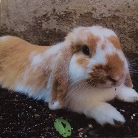 BILLY