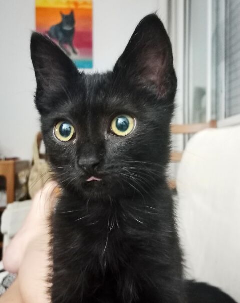BLACKY