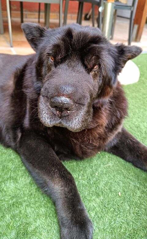 BRUCE