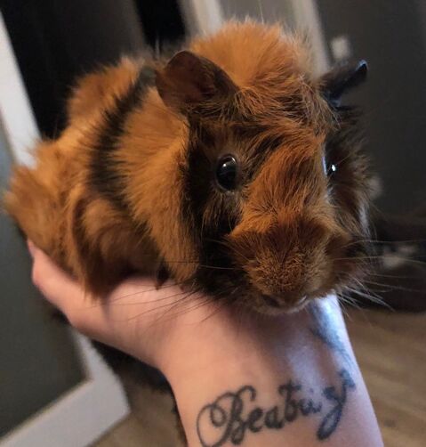 BRUNO