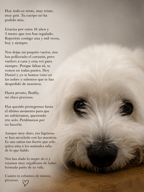 BUDDY