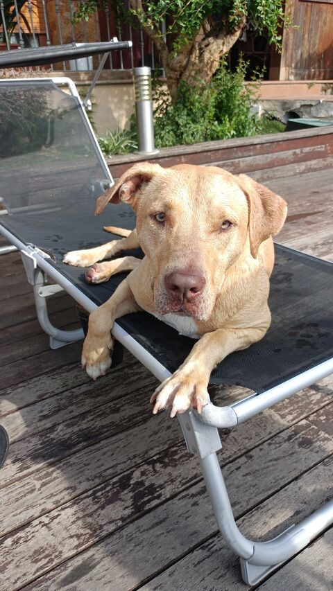 BUDY