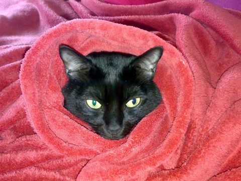 SALEM