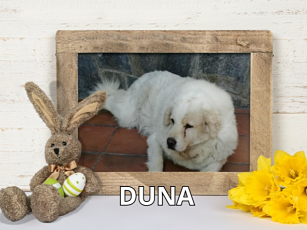 DUNA
