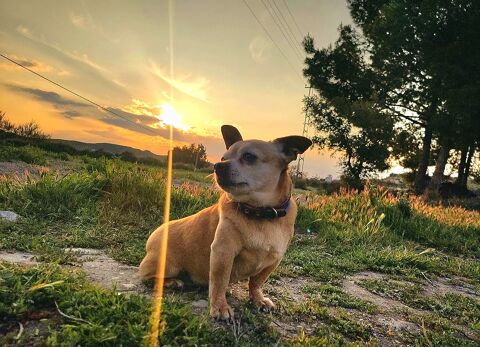 CHISPI