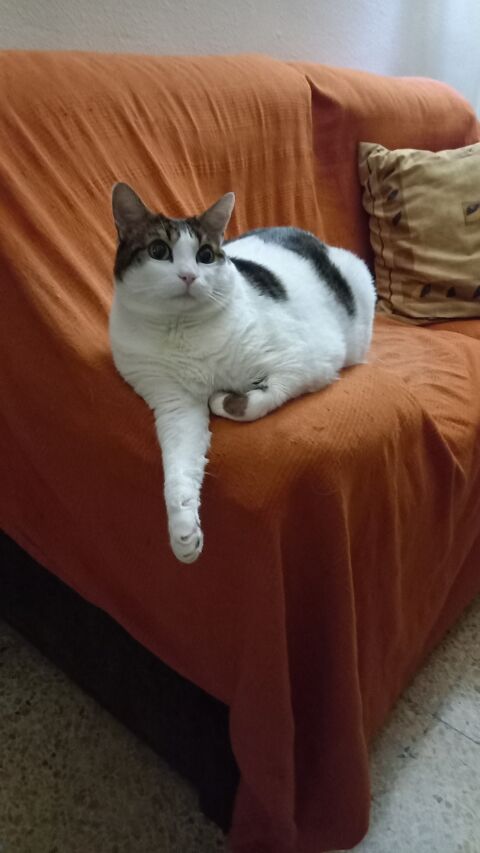 COCO