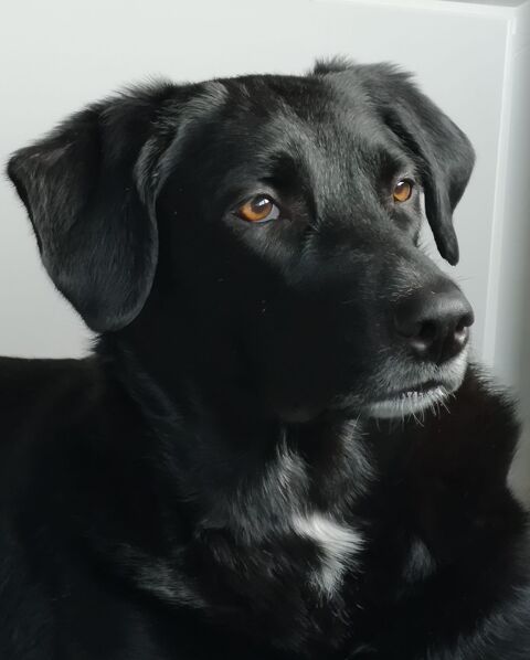 CODA