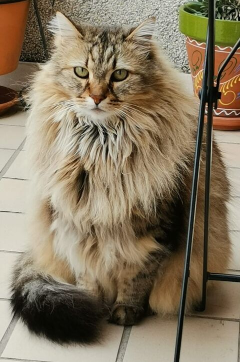 CUQUI