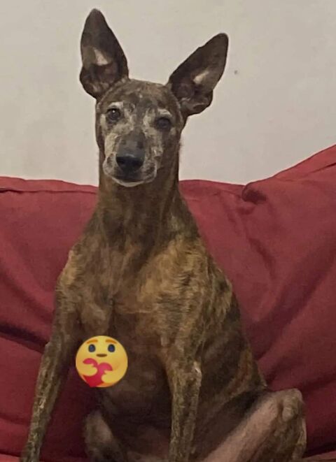 DINGO