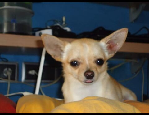DUKE