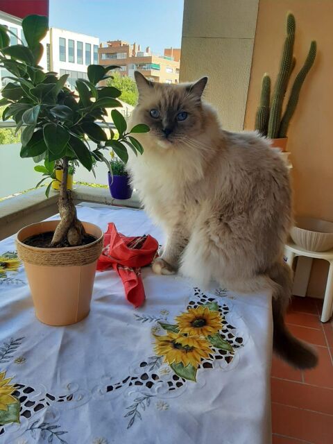 ELVIS
