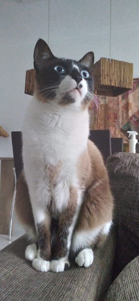ENRICO