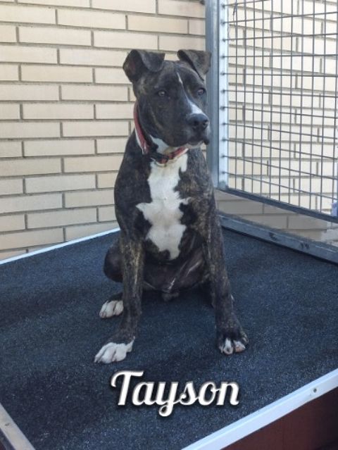 TAYSON