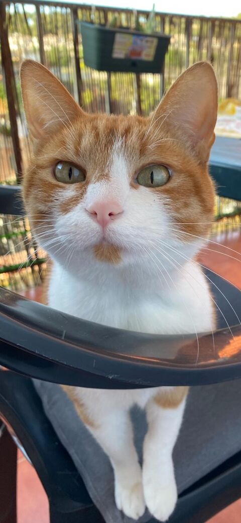 FREYA