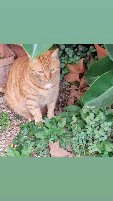 GINGER