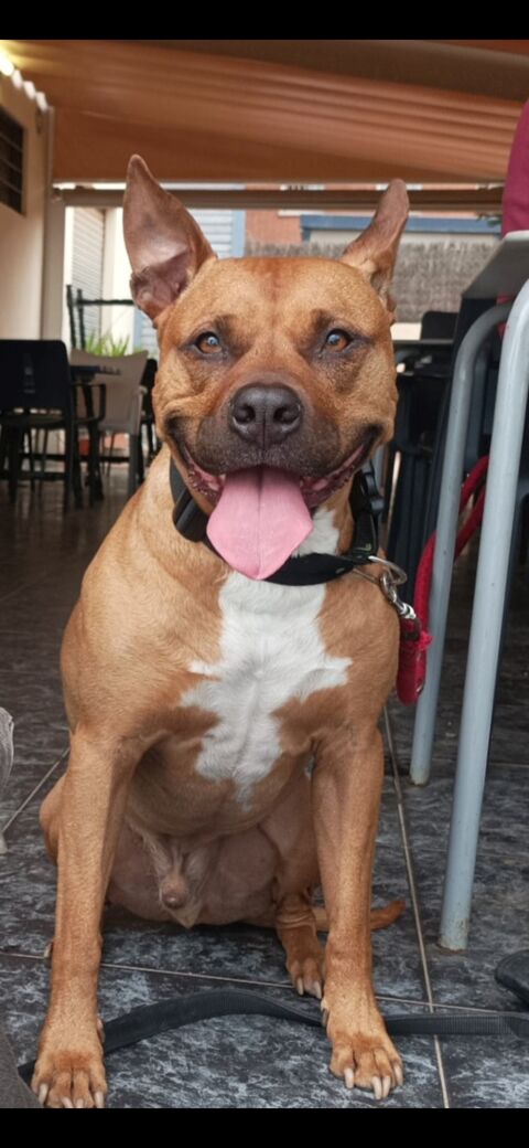 GOLFO