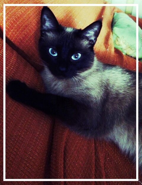 GORDI