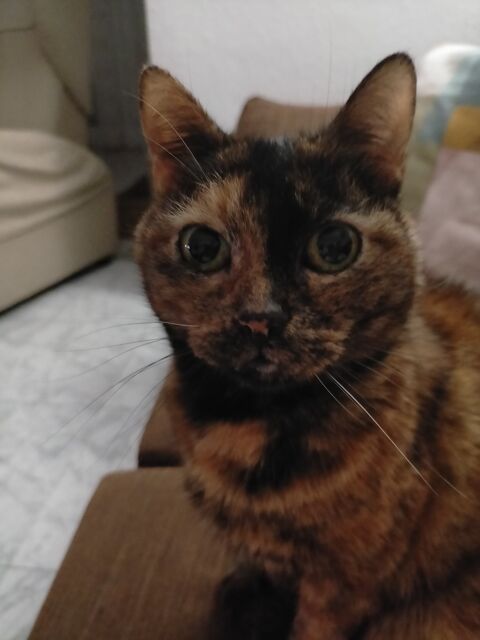 KYTTY