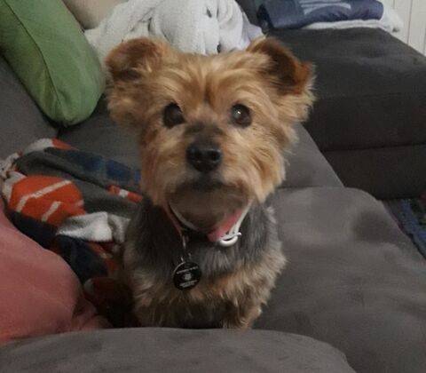 LAIKA