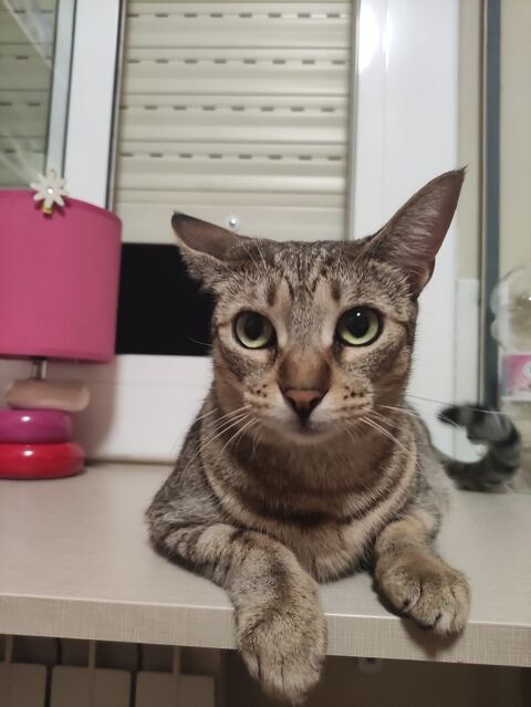 LIA