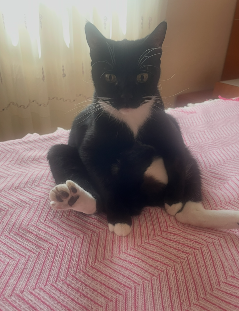 LLUNA