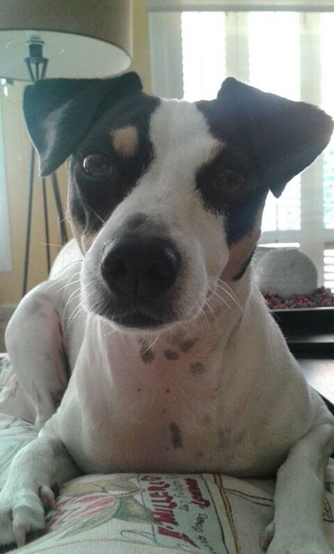 LOLA
