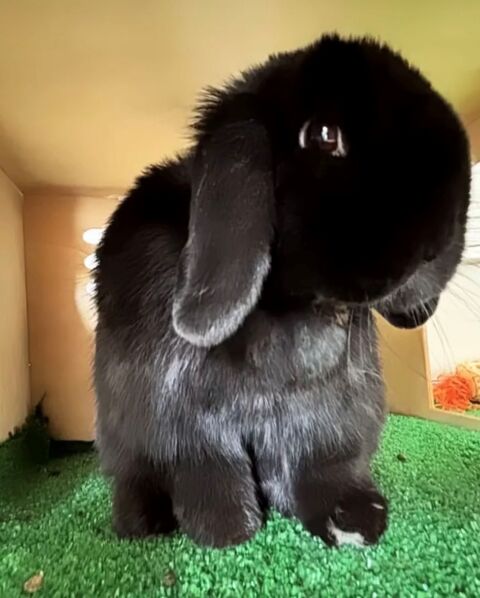 MARCELO