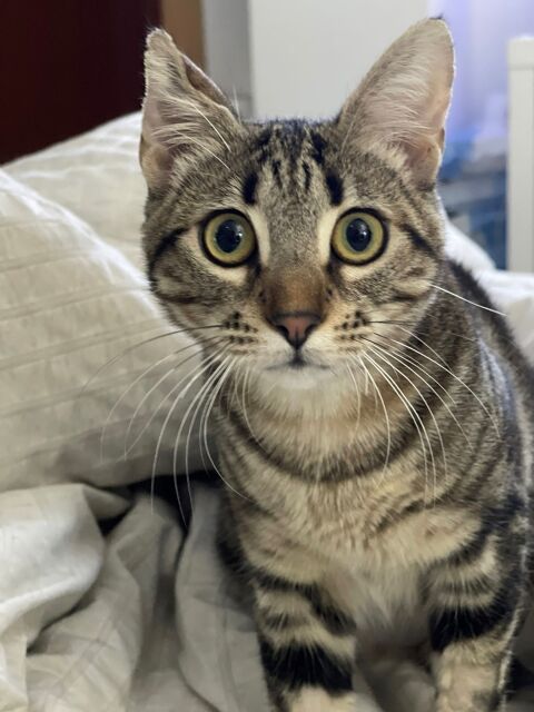 MIA