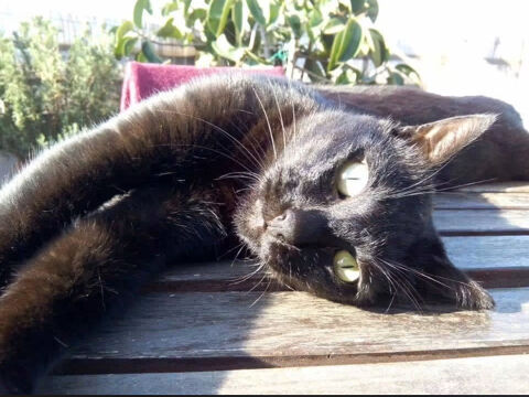 MICIO