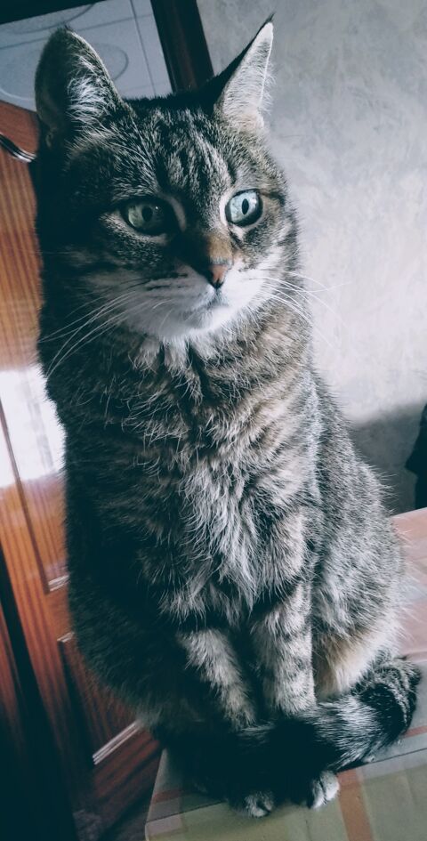 MISTI
