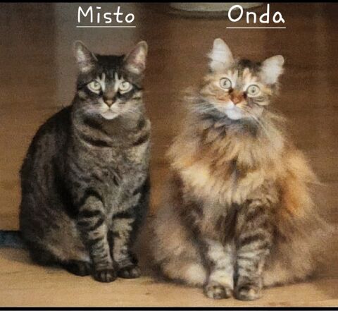 MISTO