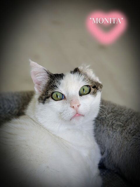 MONITA