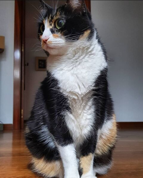NINA