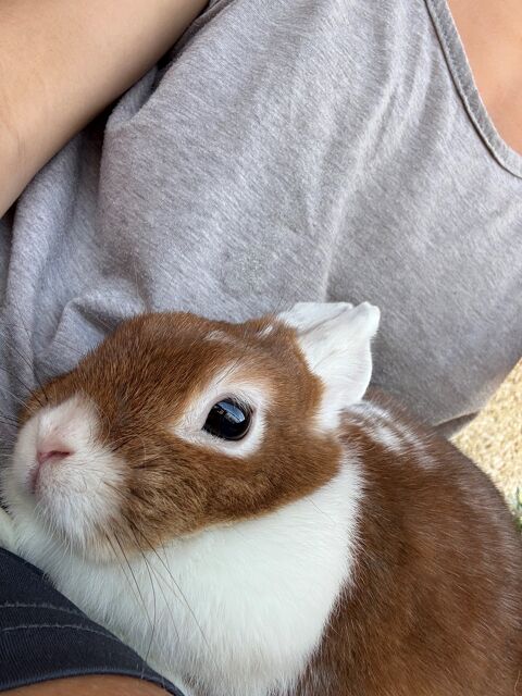 NUGGET
