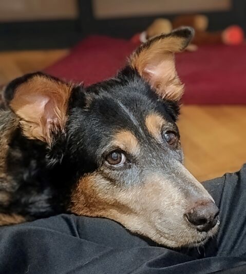 ODÍN