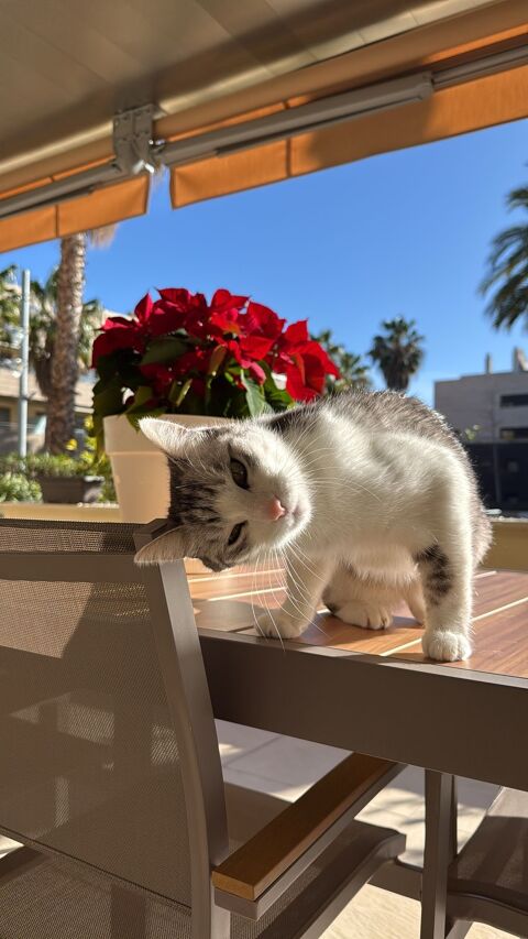 OTTO