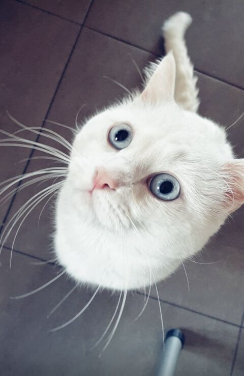 PAMI