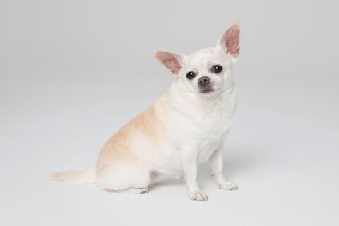 PANCHITA